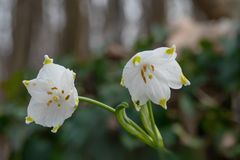 Frühling im Wald