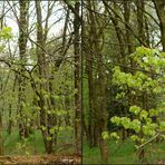  Frühling im Wald 