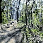 Frühling im Wald