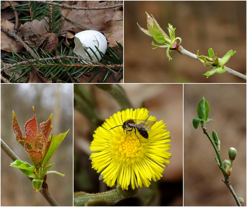 Frühling im Wald