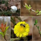 Frühling im Wald