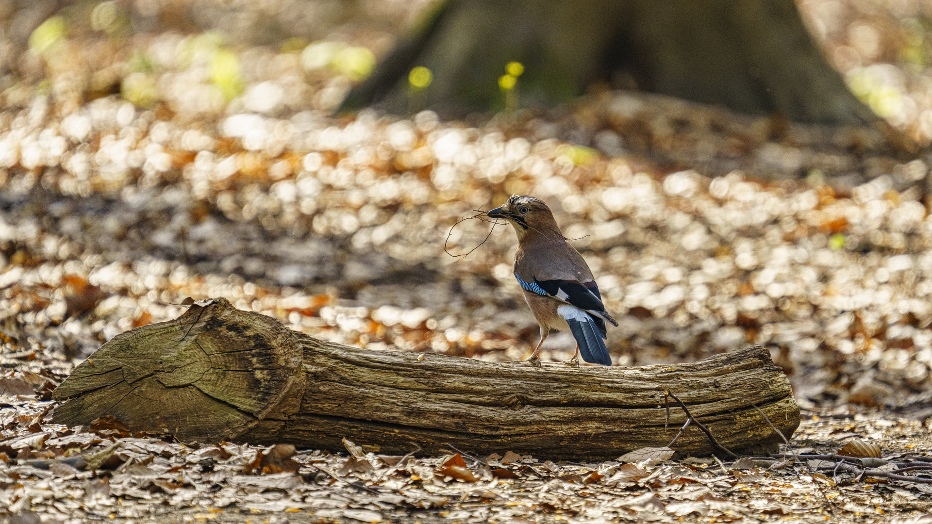 Frühling im Wald 03, 10.04.2020