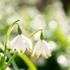 Frühling im Wald