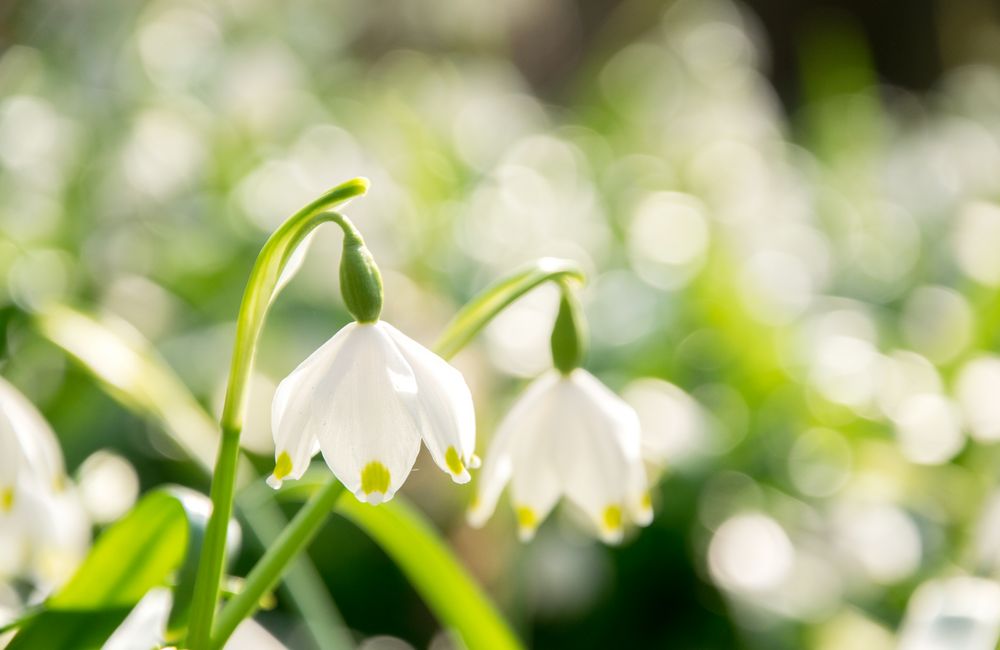 Frühling im Wald