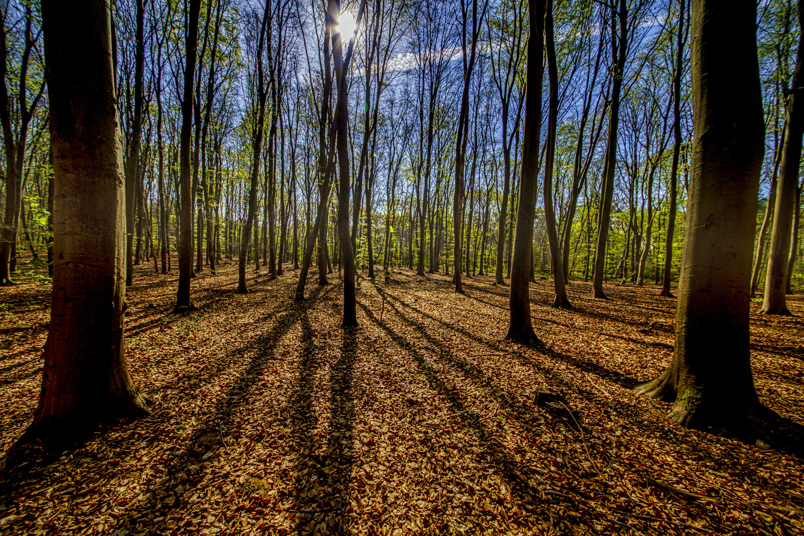 Frühling im Wald 04, 10.04.2020