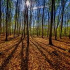 Frühling im Wald 04, 10.04.2020