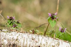 Frühling im Wald