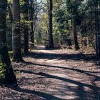 Frühling im Wald