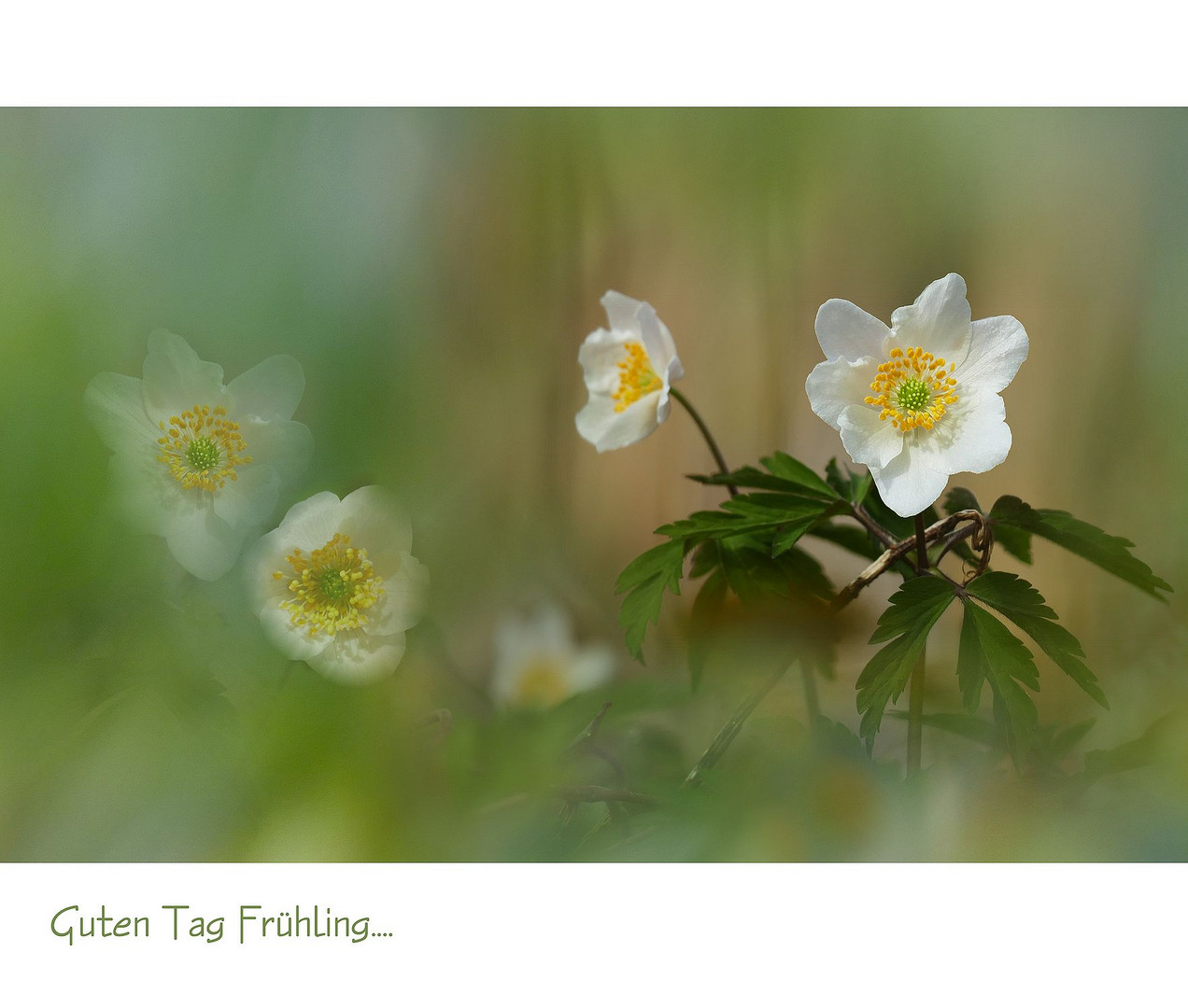 Frühling im Wald