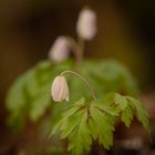 Frühling im Wald 1