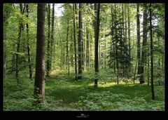 Frühling im Wald - 1