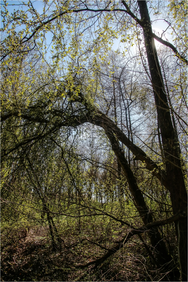 Frühling im Wald (1)