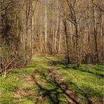 Frühling im Wald 1