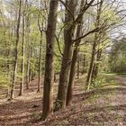 Frühling im Wald 1