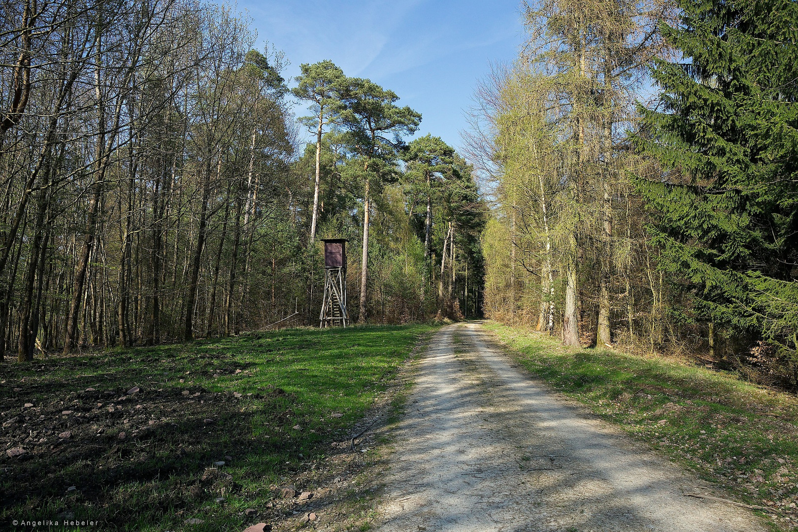 Frühling im Wald