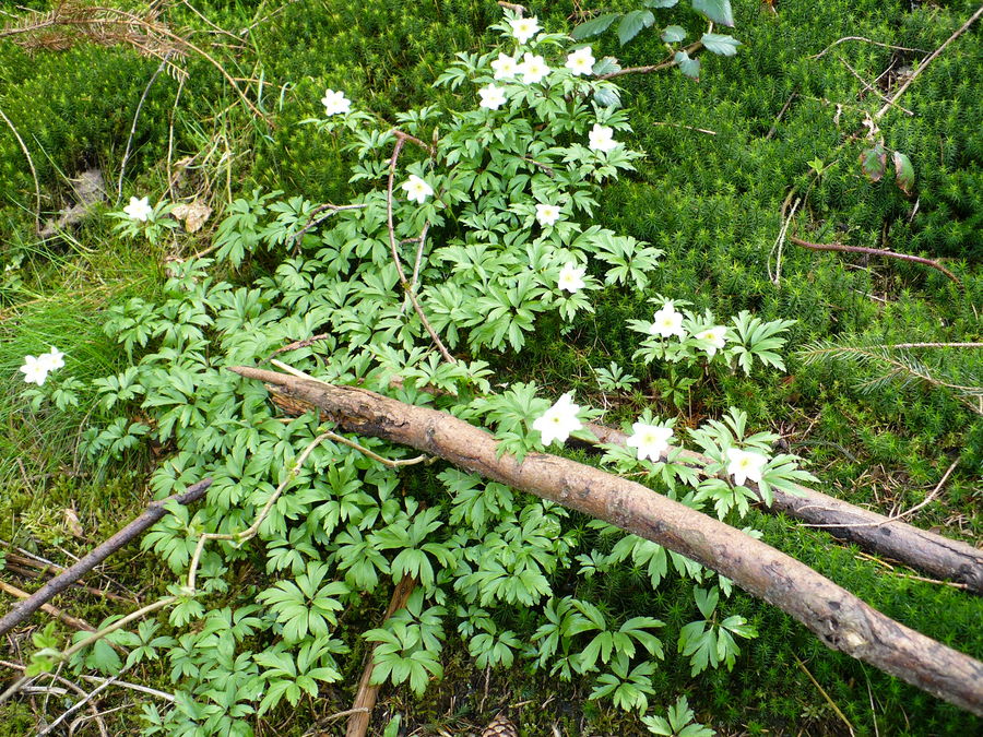 Frühling im Wald