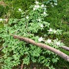 Frühling im Wald