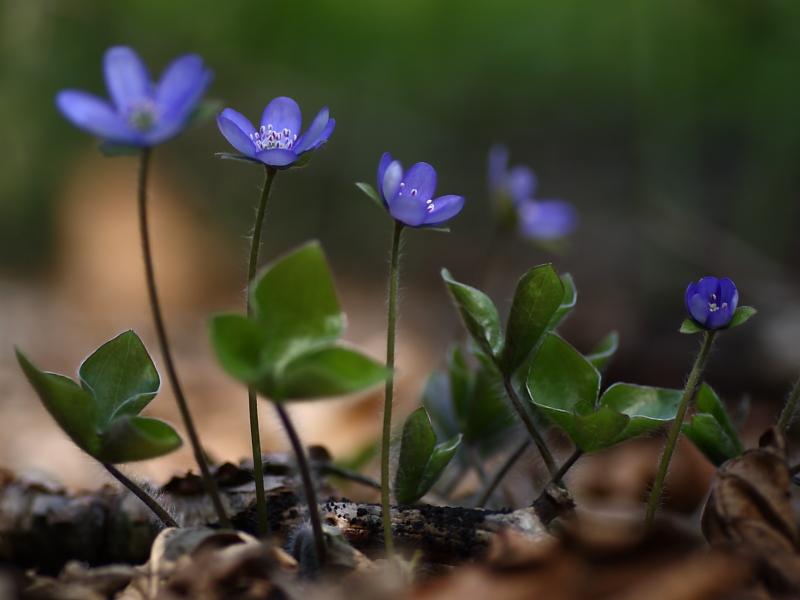 Frühling im Wald