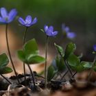 Frühling im Wald