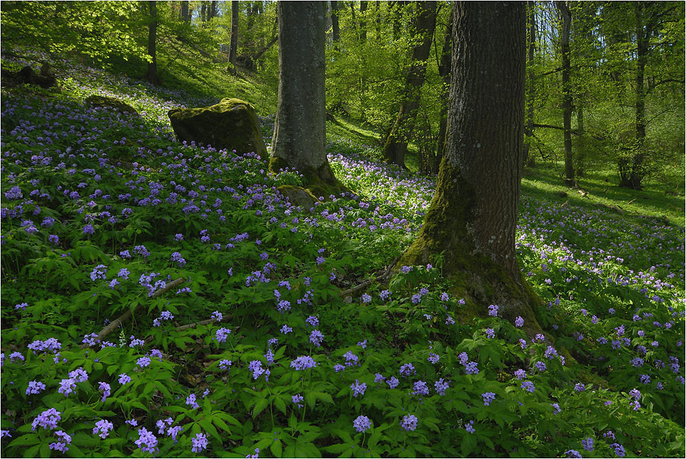 Frühling im Wald Foto & Bild | pflanzen, pilze & flechten, blüten