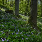 Frühling im Wald