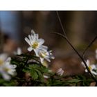 Frühling im Wald