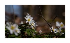 Frühling im Wald