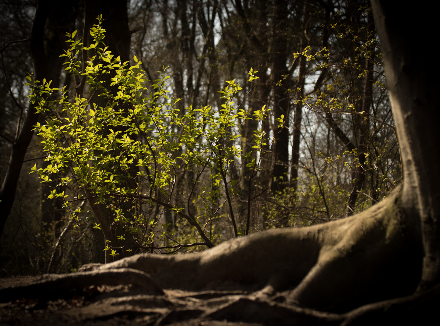 Frühling im Wald