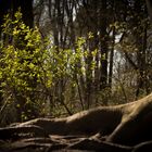 Frühling im Wald