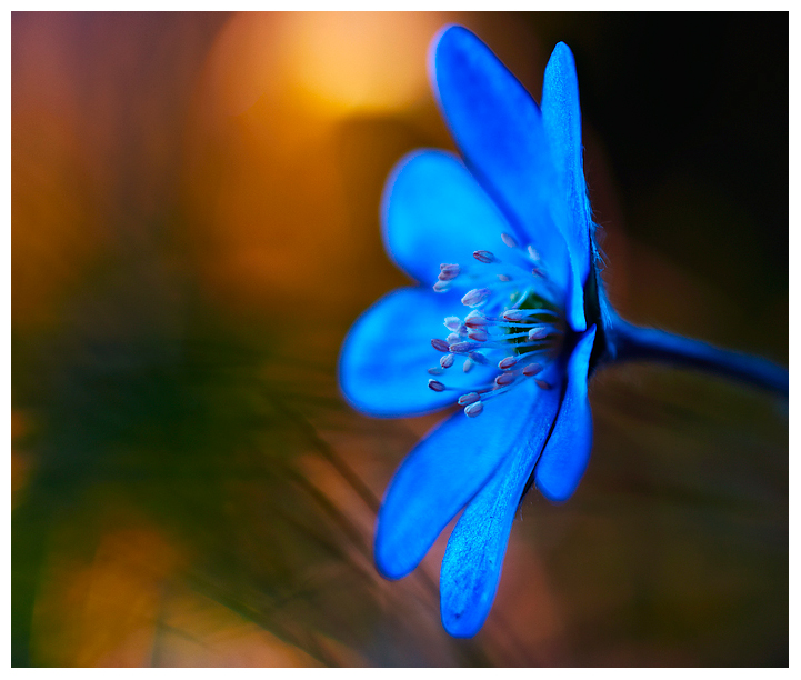 Frühling im Wald