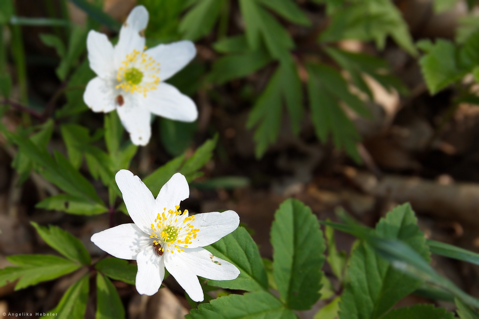 Frühling im Wald (2)