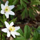 Frühling im Wald (2)