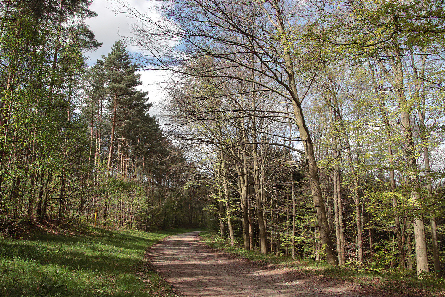 Frühling im Wald 2