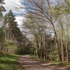 Frühling im Wald 2