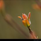 Frühling im Wald 2