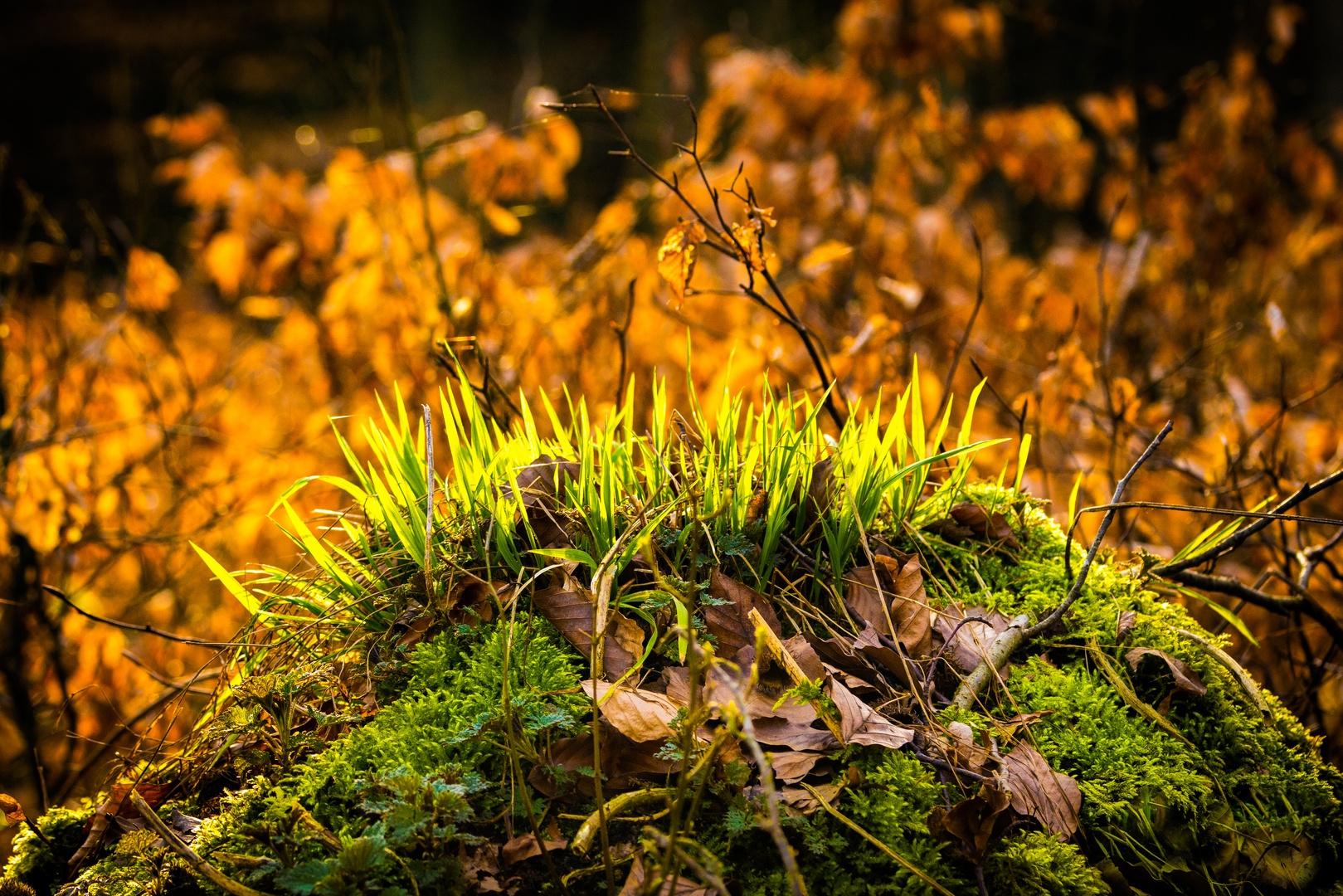 Frühling im Wald 2