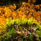 Frühling im Wald 2