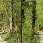 Frühling im Wald 