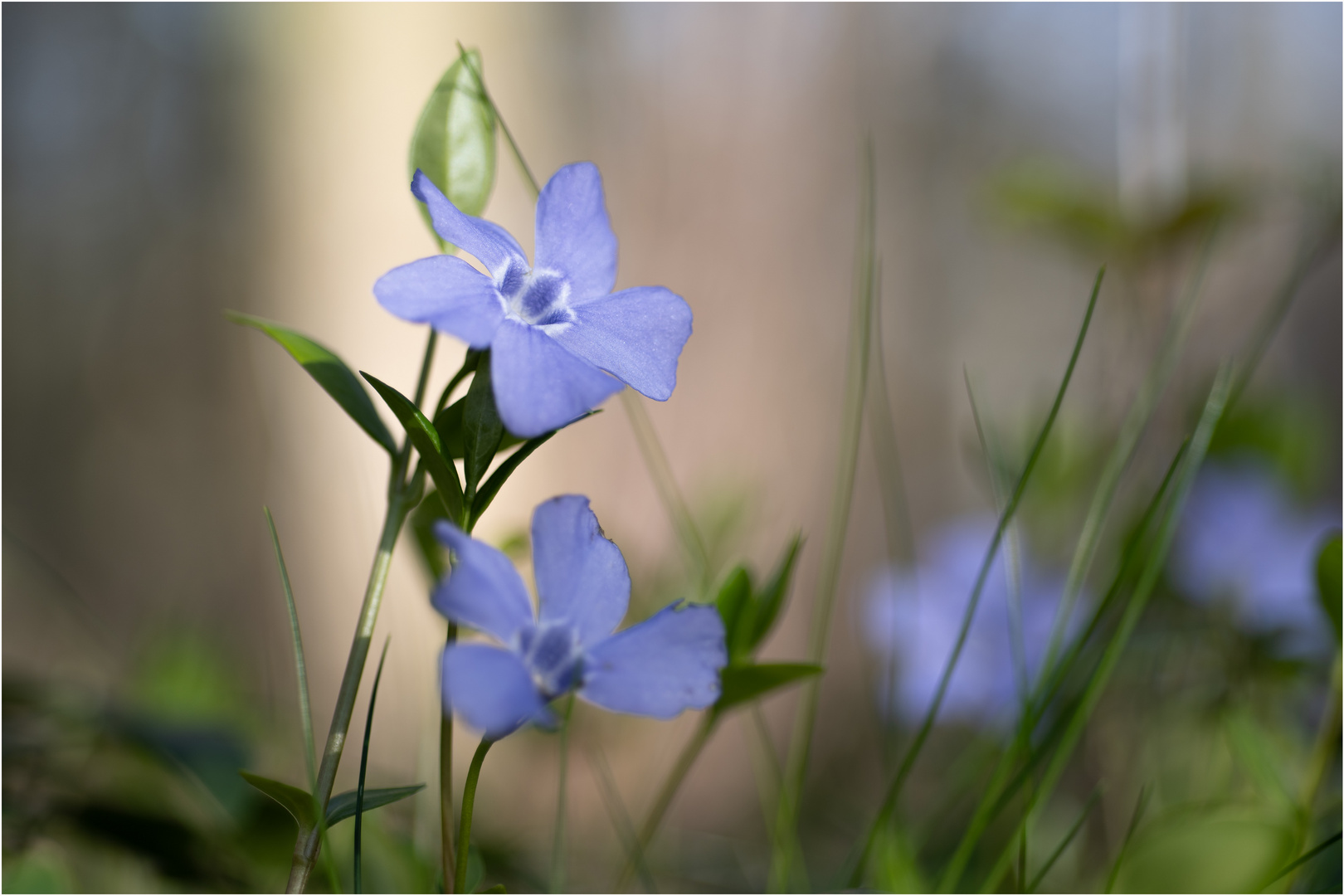 Frühling im Wald