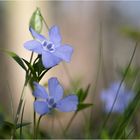 Frühling im Wald