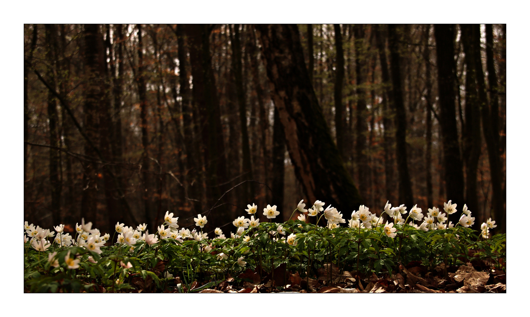 Frühling im Wald