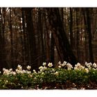 Frühling im Wald