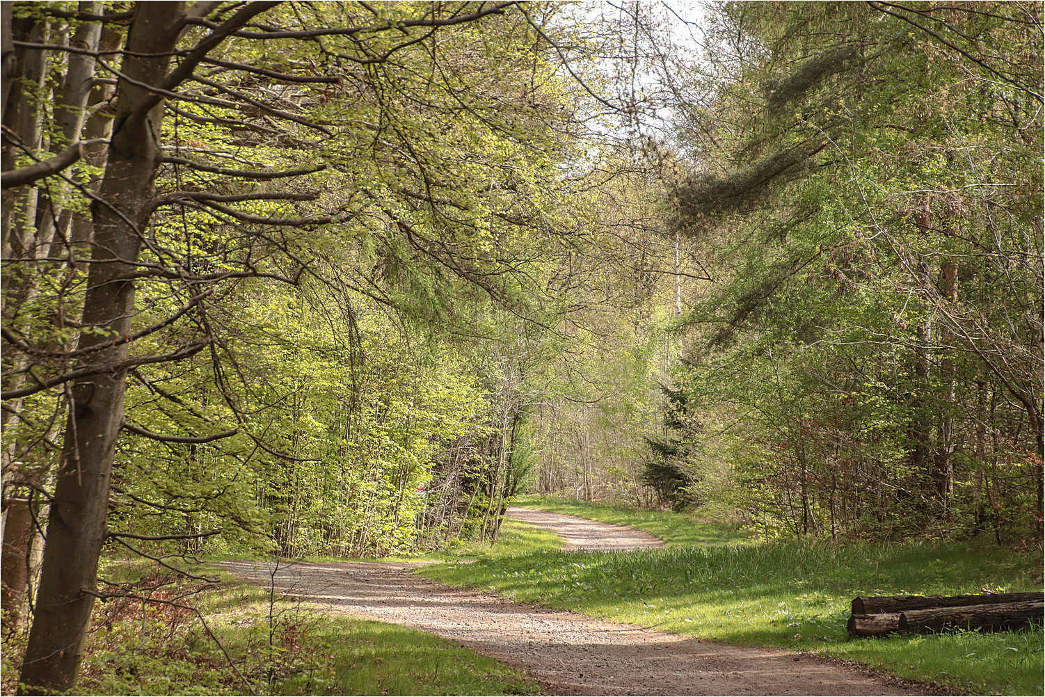 Frühling im Wald 3