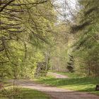 Frühling im Wald 3