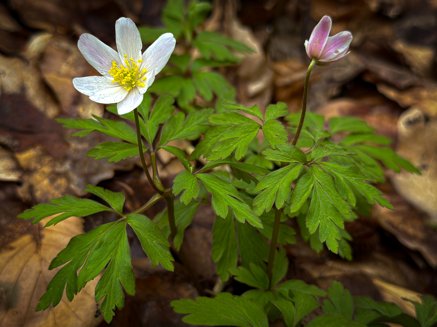 Frühling im Wald 3