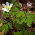 Frühling im Wald 3