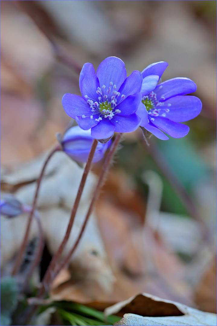 Frühling im Wald