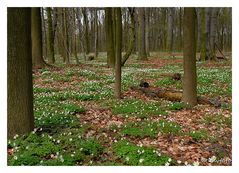 Frühling im Wald