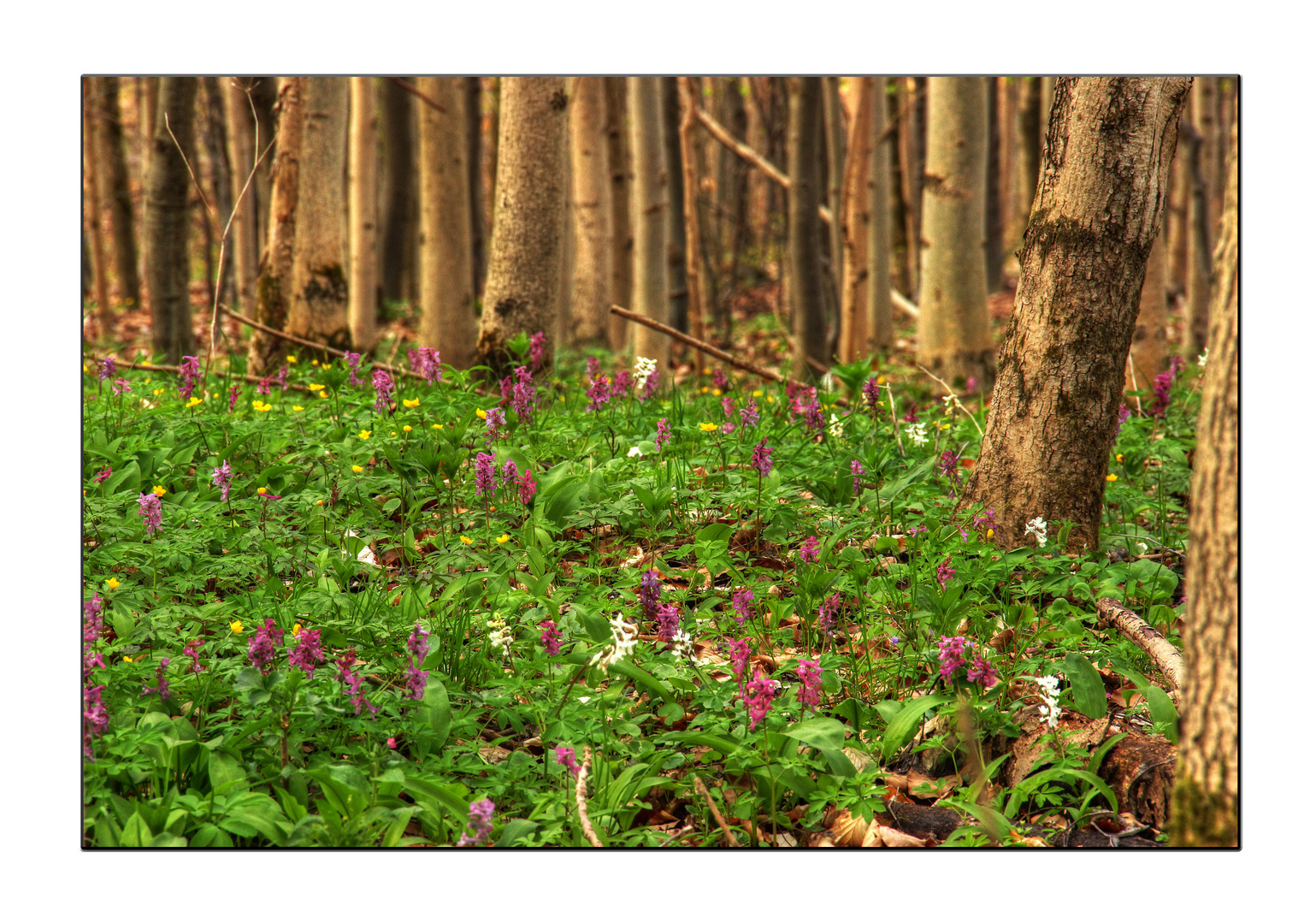 Frühling im Wald