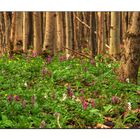 Frühling im Wald